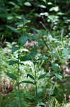 Fringed loosestrife